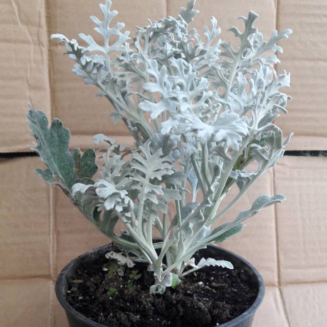 Bunga Hias Putri Salju