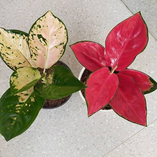 Paket 2 jenis baby aglonema merah putih (Suksom white,Suksom Jaipong)