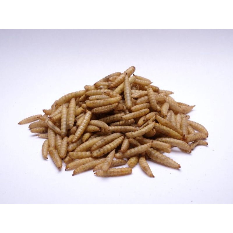 maggot kering, pakan ikan maggot, pakan maggot, magot kering, maggot, magot, pakan ikan magot, maggo