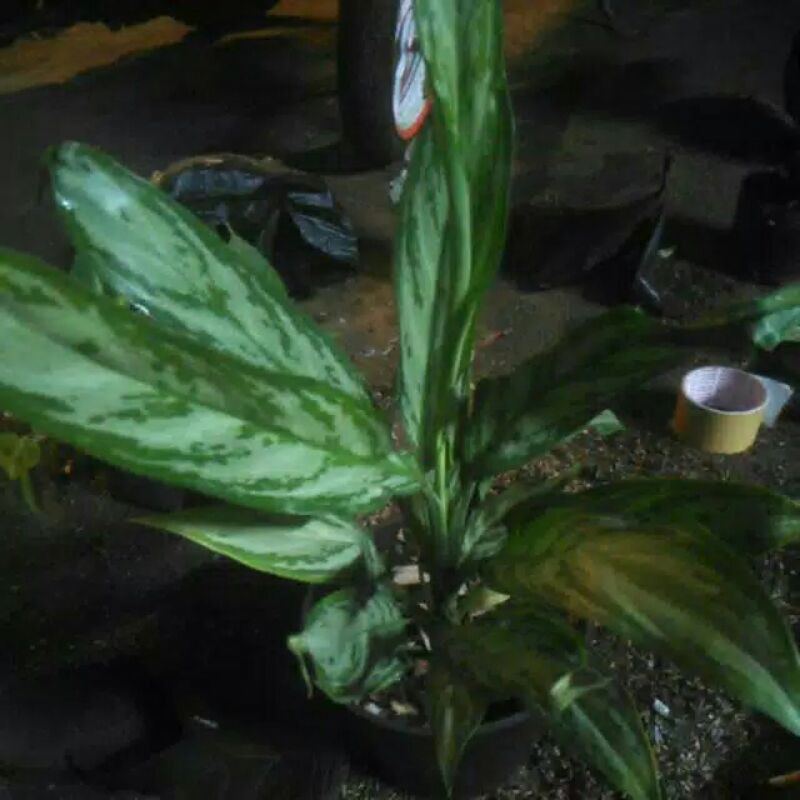 tanaman hias blanceng susu/sri rejeki