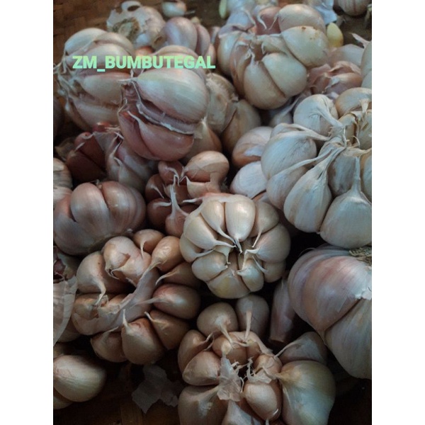 

BAWANG PUTIH BERSIH / 1 KG