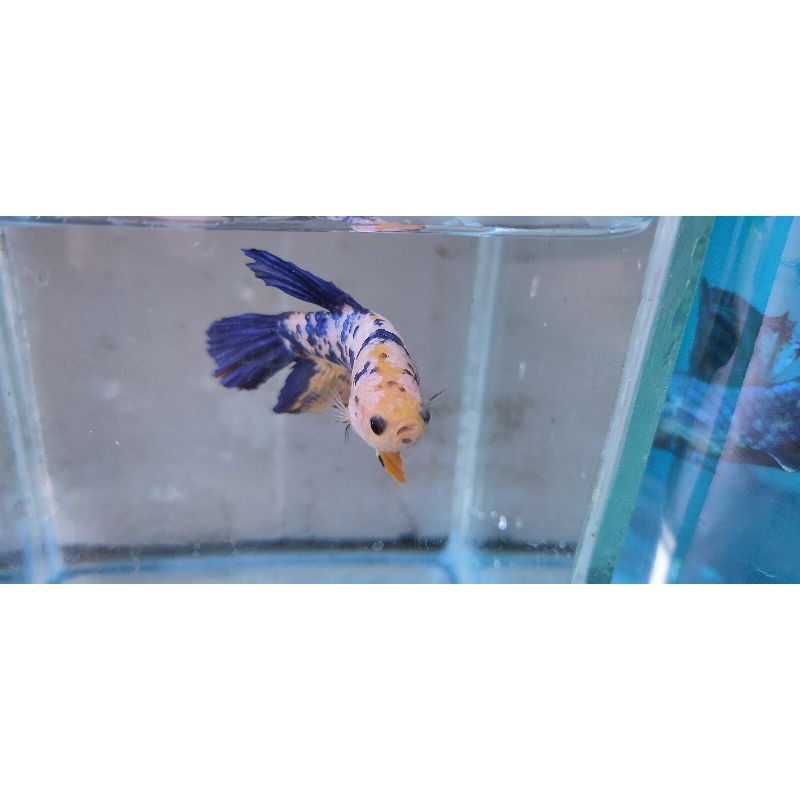 CUPANG FEMALE GIANT HALFMOON YELLOW BASE