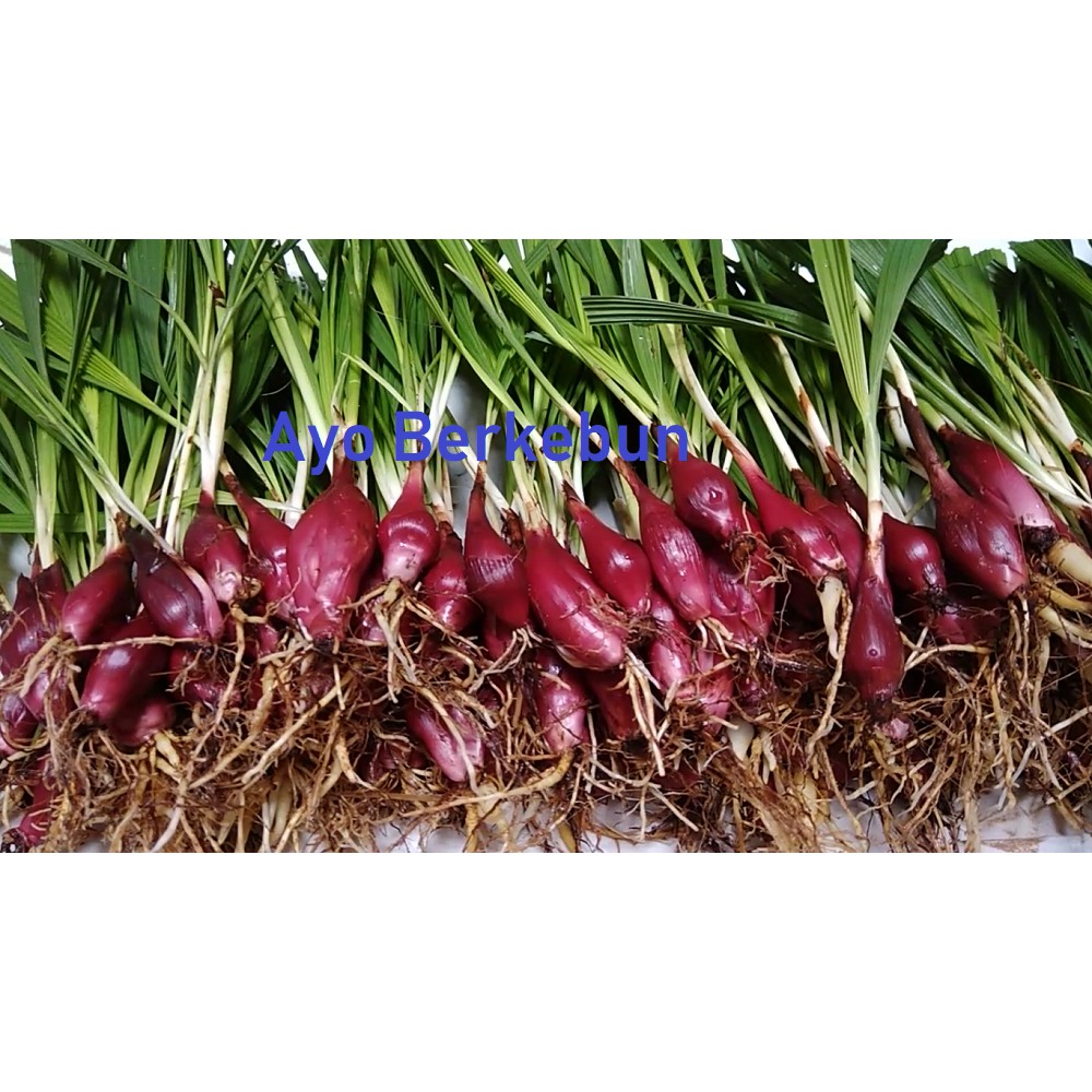 bibit bawang dayak / umbi bawang dayak / bibit pohon bawang dayak / bibit herbal bawang dayak