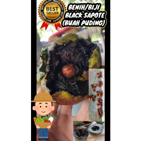 Benih biji black sapote