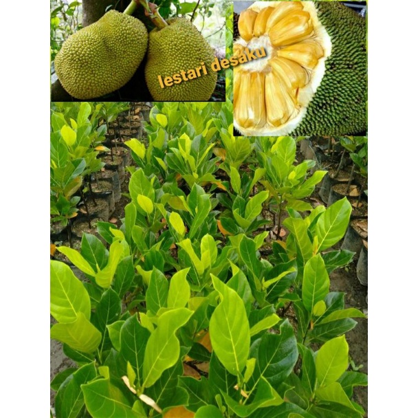 BIBIT NANGKA SUPER hasil okulasi nangka mini