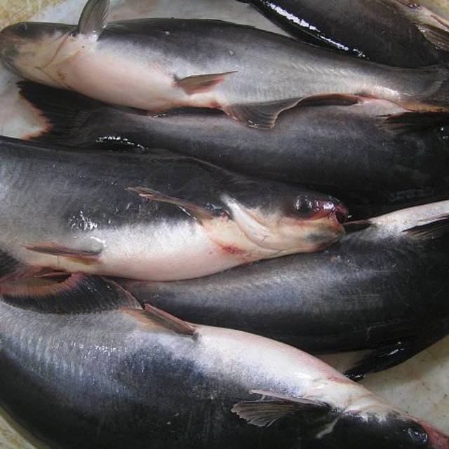 

Ikan patin