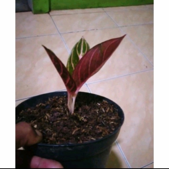 Aglonema red Sumatra anakan 2-3 daun