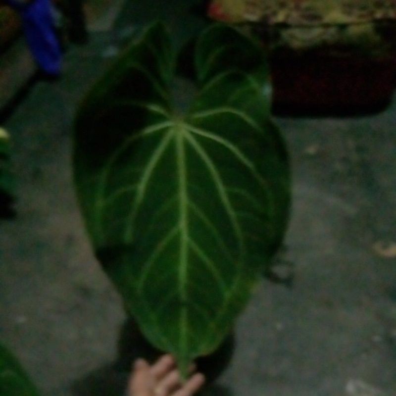 tanaman kuping gajah prd jumbo