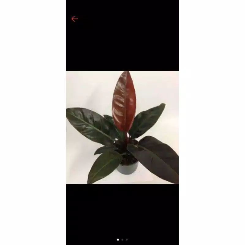 tanaman hias philodendron imperial red