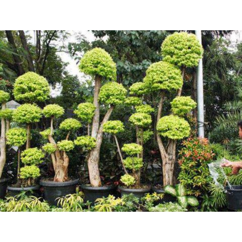 Tanaman Hias anting putri 1 meter - pohon anting putri/bonsai anting putri