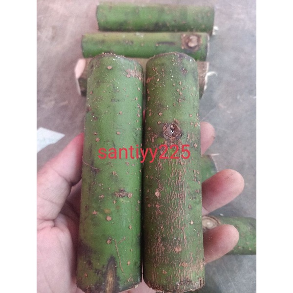 stik kayu lemo anti ular dan kalajengking