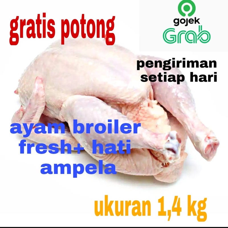 

ayam potong/ayam segar/syam broiler