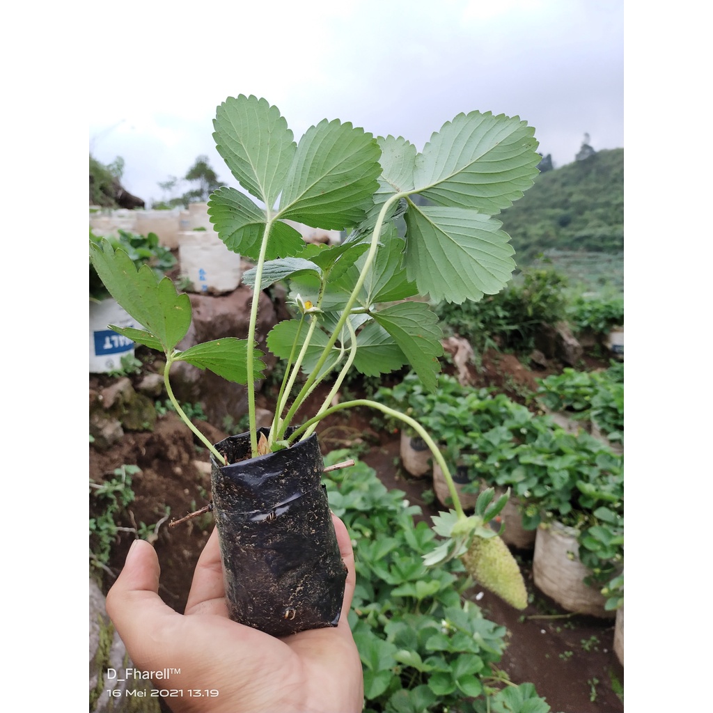 TANAMAN STRAWBERY AUSTRALIA BERBUAH DAN BERBUNGA TANAMAN BUAH BESAR DAN MANIS TANAMAN HIAS TANAMAN HIDUP COD BAYAR DI TEMPAT