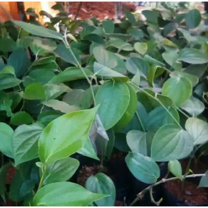 

Daun Sirih // Daun sirih hijau //Daun Suruh