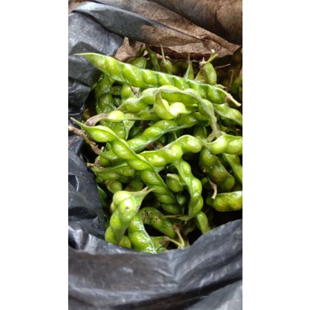 

TERBAIK KACANG HIRIS 100 GRAM SEGAR