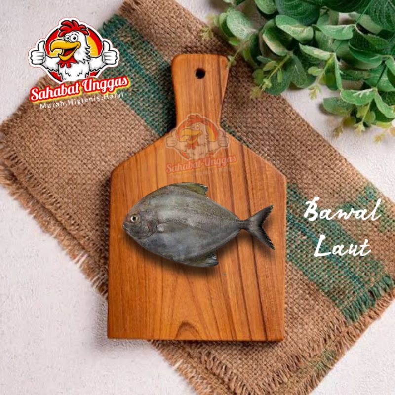 

Bawal Laut Hitam 500gr