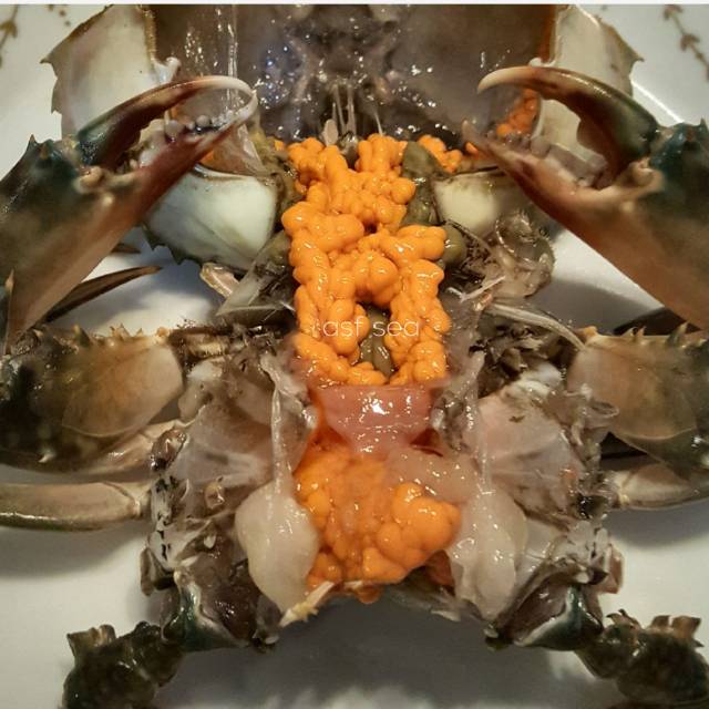

Kepiting telur/betina hidup
