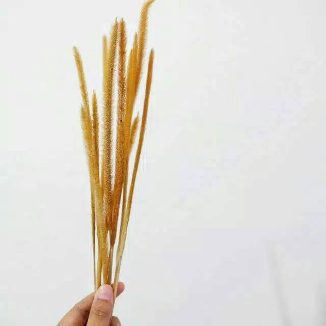 Bunga Kering Ilalang