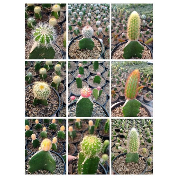 kaktus mini random 10 batang 10 jenis