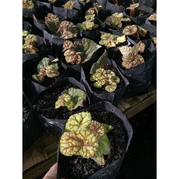 Begonia Keong Emas