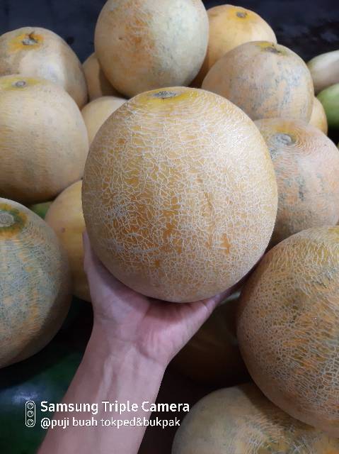 Melon madu ngawi