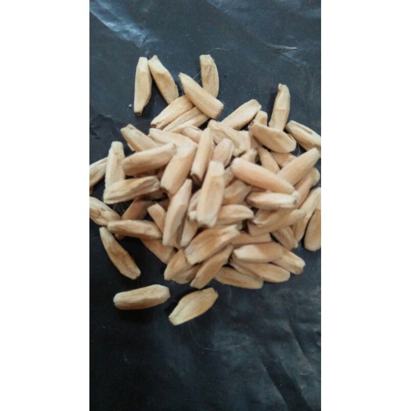 Benih/bibit/biji kamboja adenium RCN dan PMK