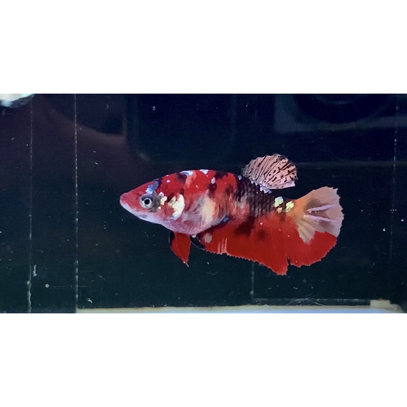 Ikan cupang nemo copper