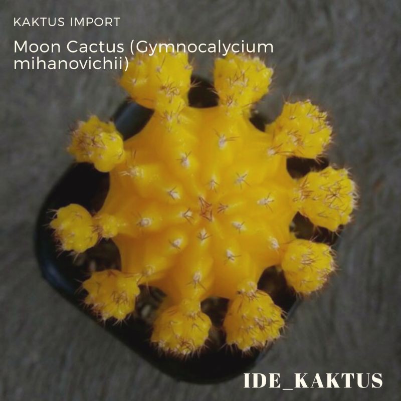 Kaktus import Yellow Moon Cactus (Gymnocalycium Mihanovichii) Gratis Pot