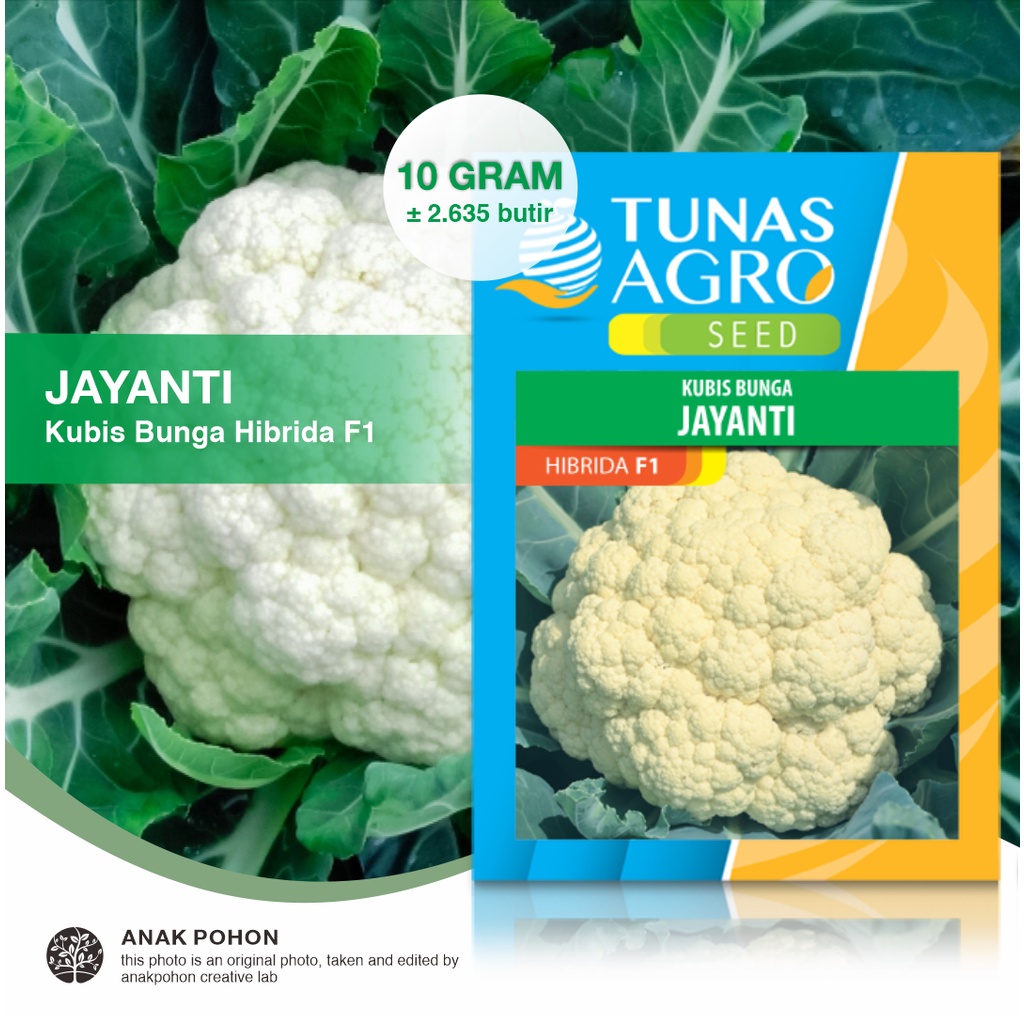 (1 PACK) Benih Kubis Bunga JAYANTI F1 Hibrida Kembang Kol - Tunas Agro Seed - 10 GRAM