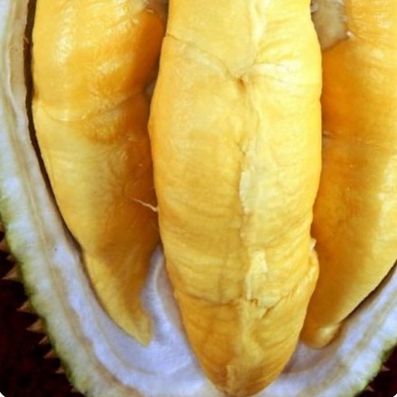 Bibit Musang King Kaki 3