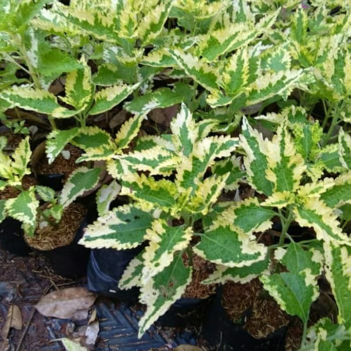 tanaman coleus yellow green - miana