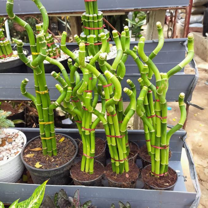 TANAMAN BAMBU HOKI BAMBU AIR TANAMAN HIAS BAMBU REJEKI MURAH