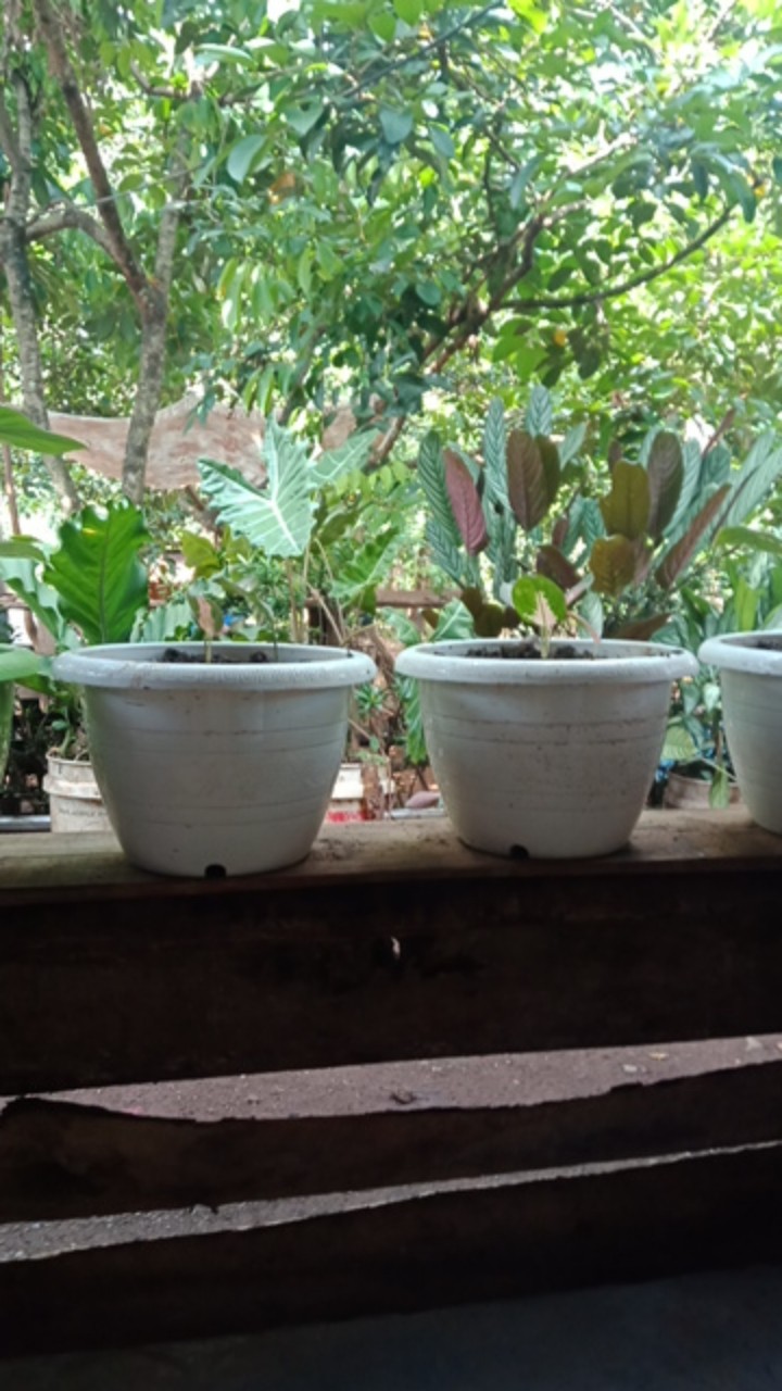 Baju Keluarga Sarimbit Aurora 2021 Ungu