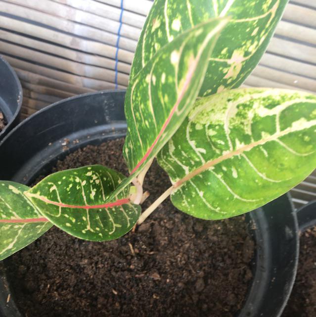 Tanaman hias Aglonema donakarmen Aglonema donacarmen Tanaman hias Aglonema donakarmen Aglonema donacarmen