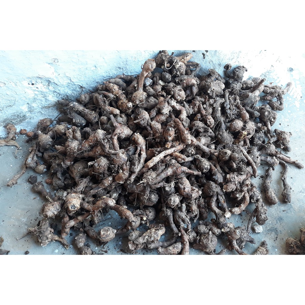 

Temu Kunci Segar / Fresh Finger Root 1kg