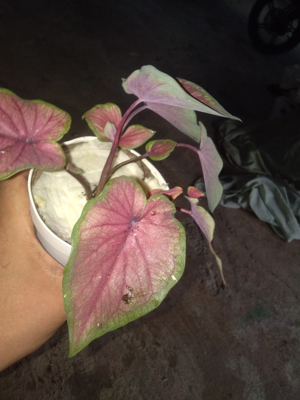 Tanaman Hias Caladium/keladi Red Jaguar Daun Ganda (bisa Cod)