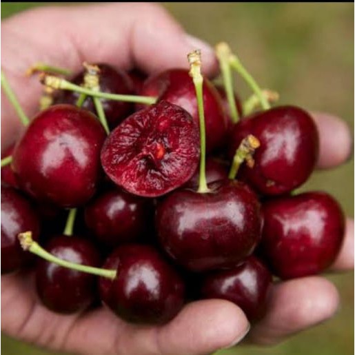 

Cherry Red Cope Frut Manis USA 250grm