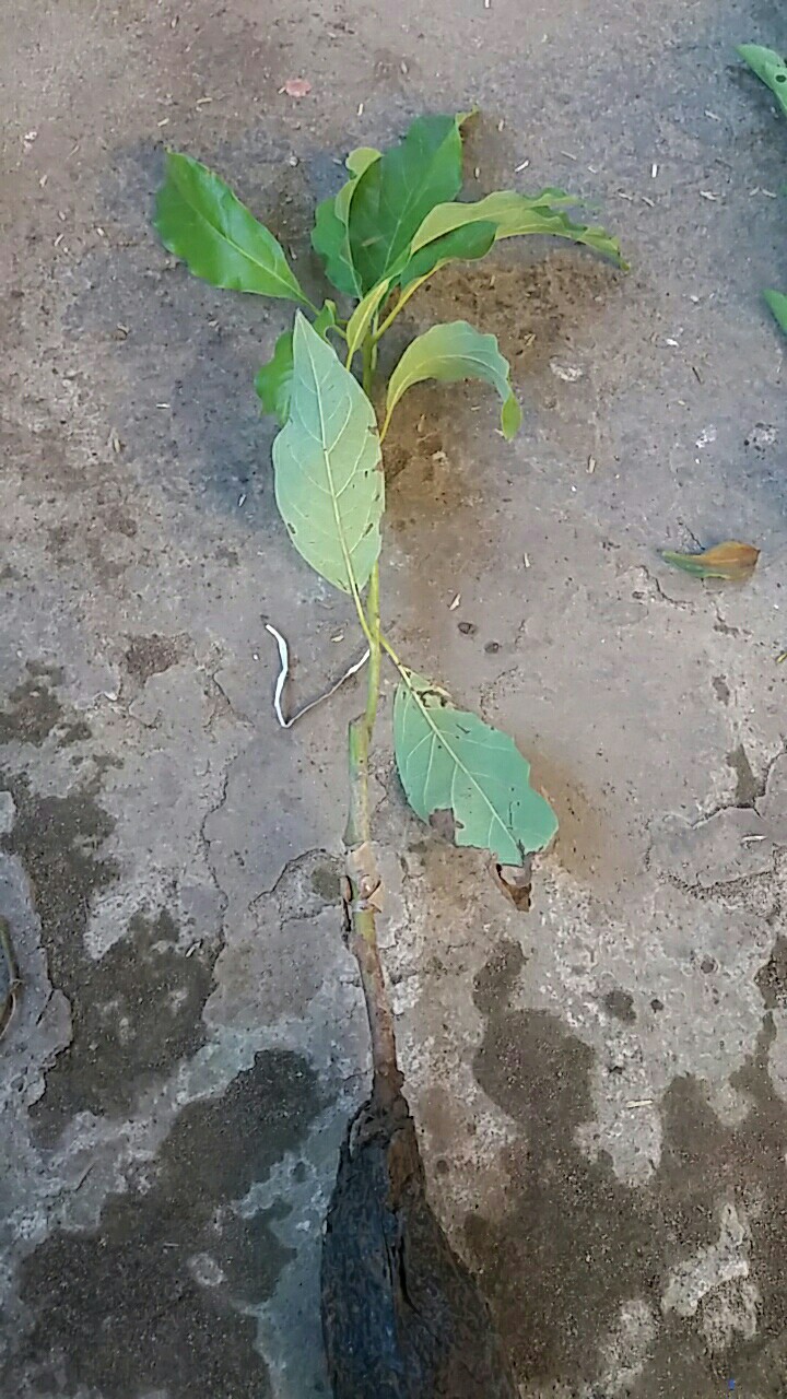 Bibit Alpukat Mentega Jumbo Bibit Benih Tanaman Buah Alpukat Mentega Jumbo