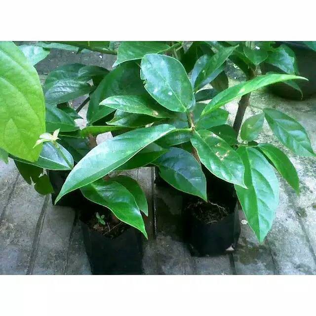 Tanaman daun cincau hijau cingcau jeli