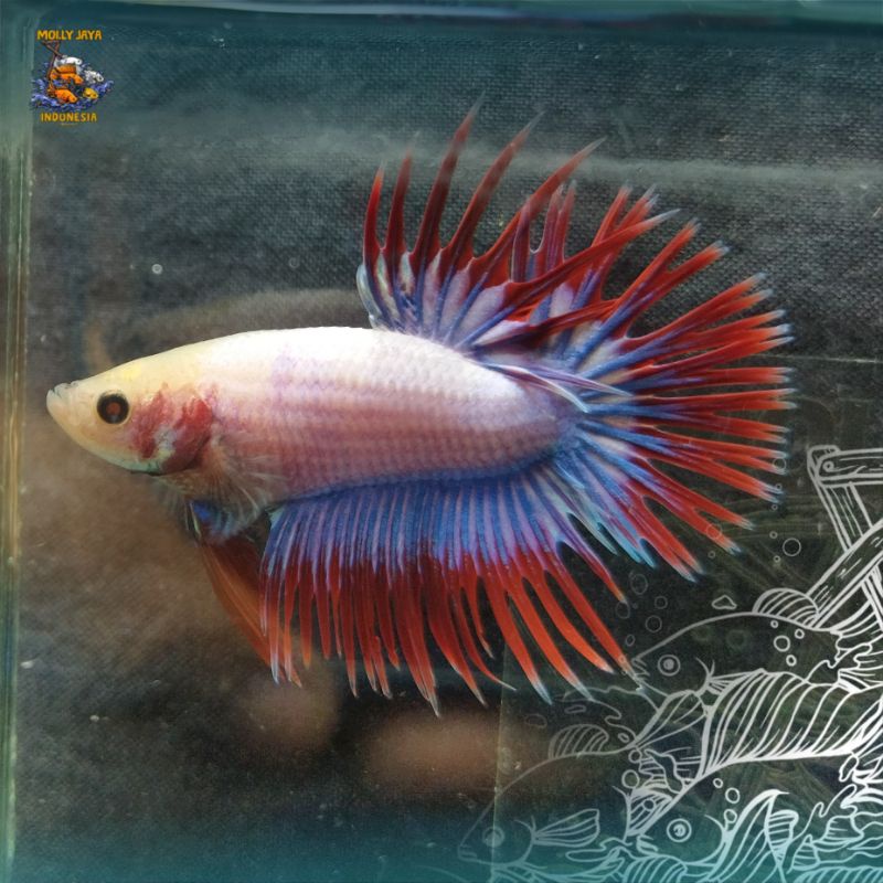 CUPANG CROWNTAIL/SERIT MASKOT JANTAN