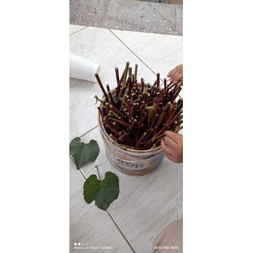 cutting RS import rootstock Kober 5BB/ PGV ( Paulsen Ga Valid) / Teleki 5c dogride usa freedom