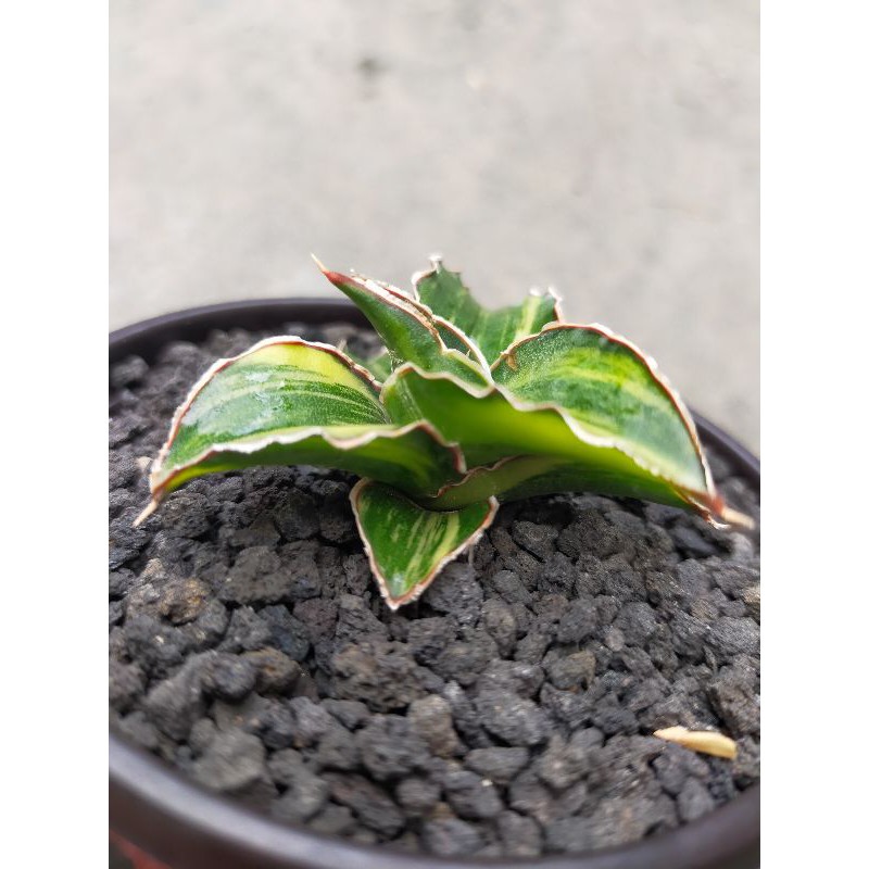 Sanseviera lavranos 95 varigata