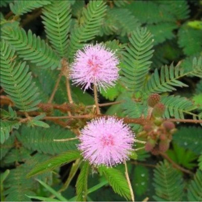 

DAUN PUTRI MALU SEGAR 100 Gram