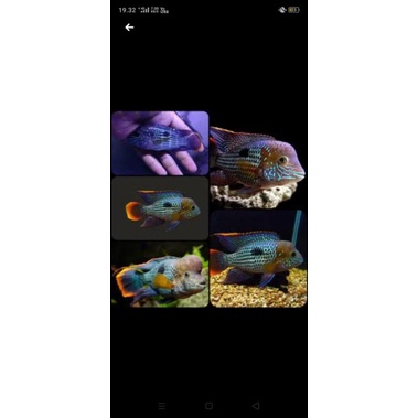 ikan hias golsom geeren telorr dan jaguar cilid