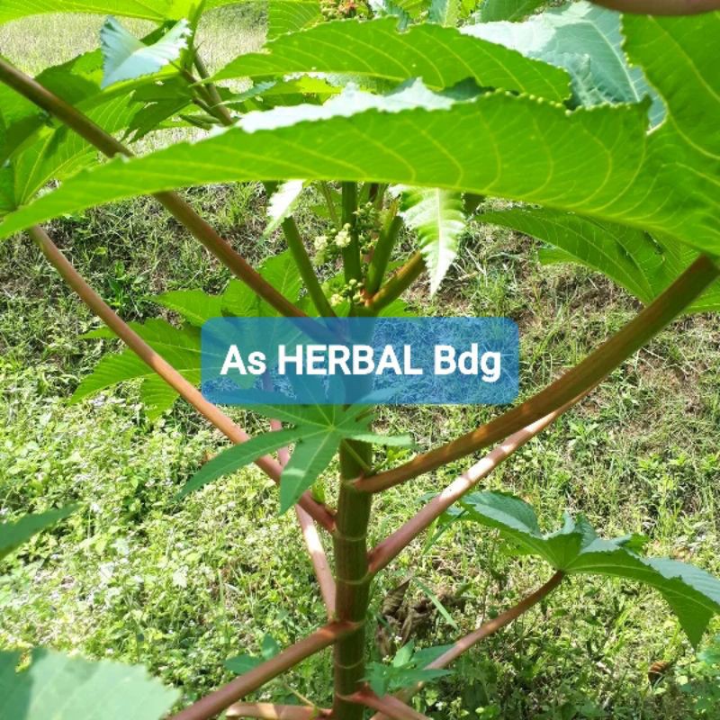 

Paket 600 gram Daun Batang Kaliki merah jarak merah Segar-az
