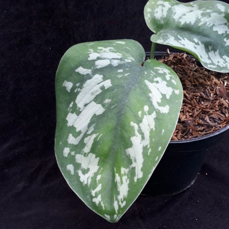 Tanaman Hias Scindapsus Pictus Argyraeus-Tanaman Hias Indoor