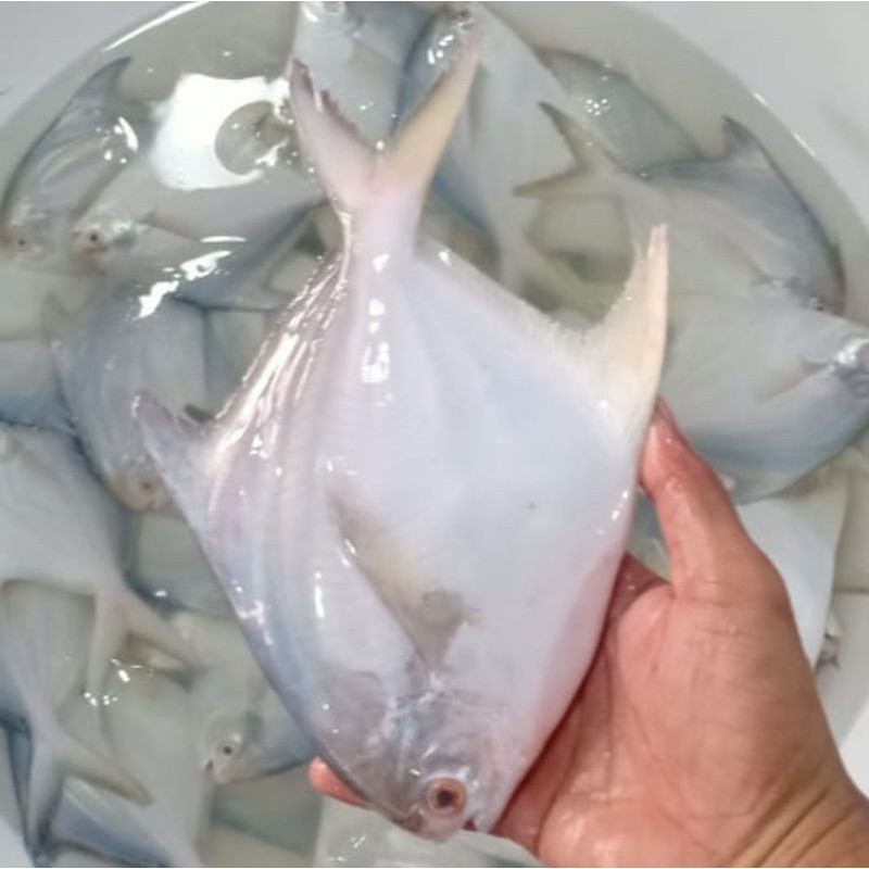 

Ikan Bawal Putih Segar Kualitas Super 1 Kg PREMIUM