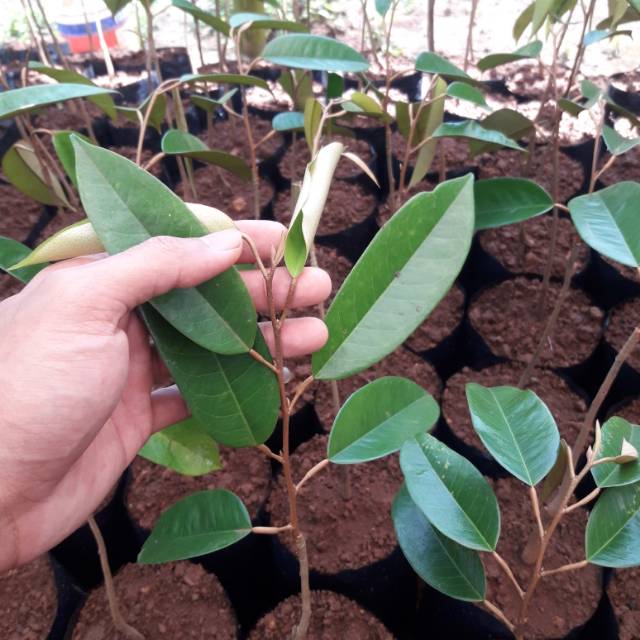 Bibit durian montong bawor