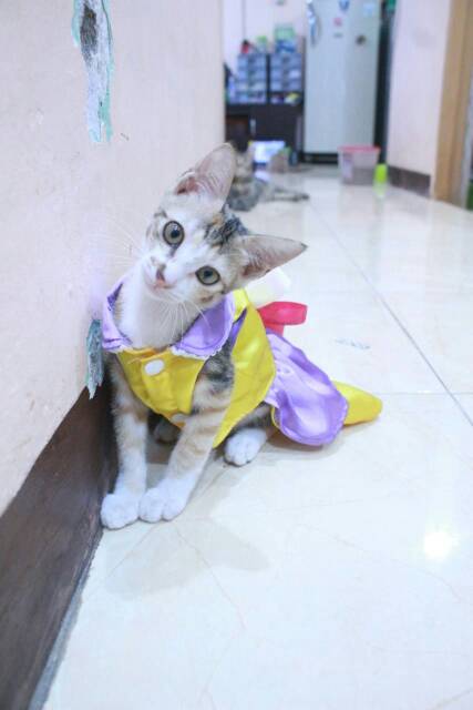 Dress satin diskon 7.7 dress lucu untuk kucing size S M L XL