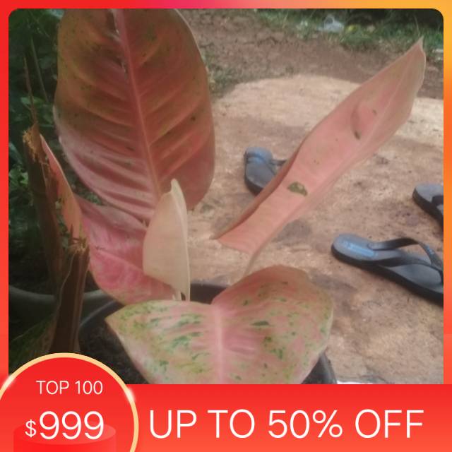 Golden siam-aglonema golden siam